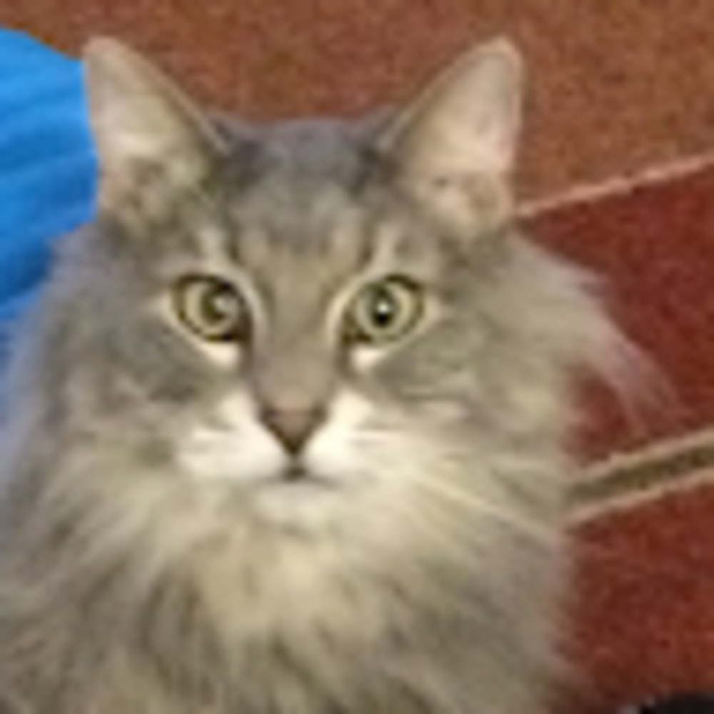 Meet your Posher, Amorette